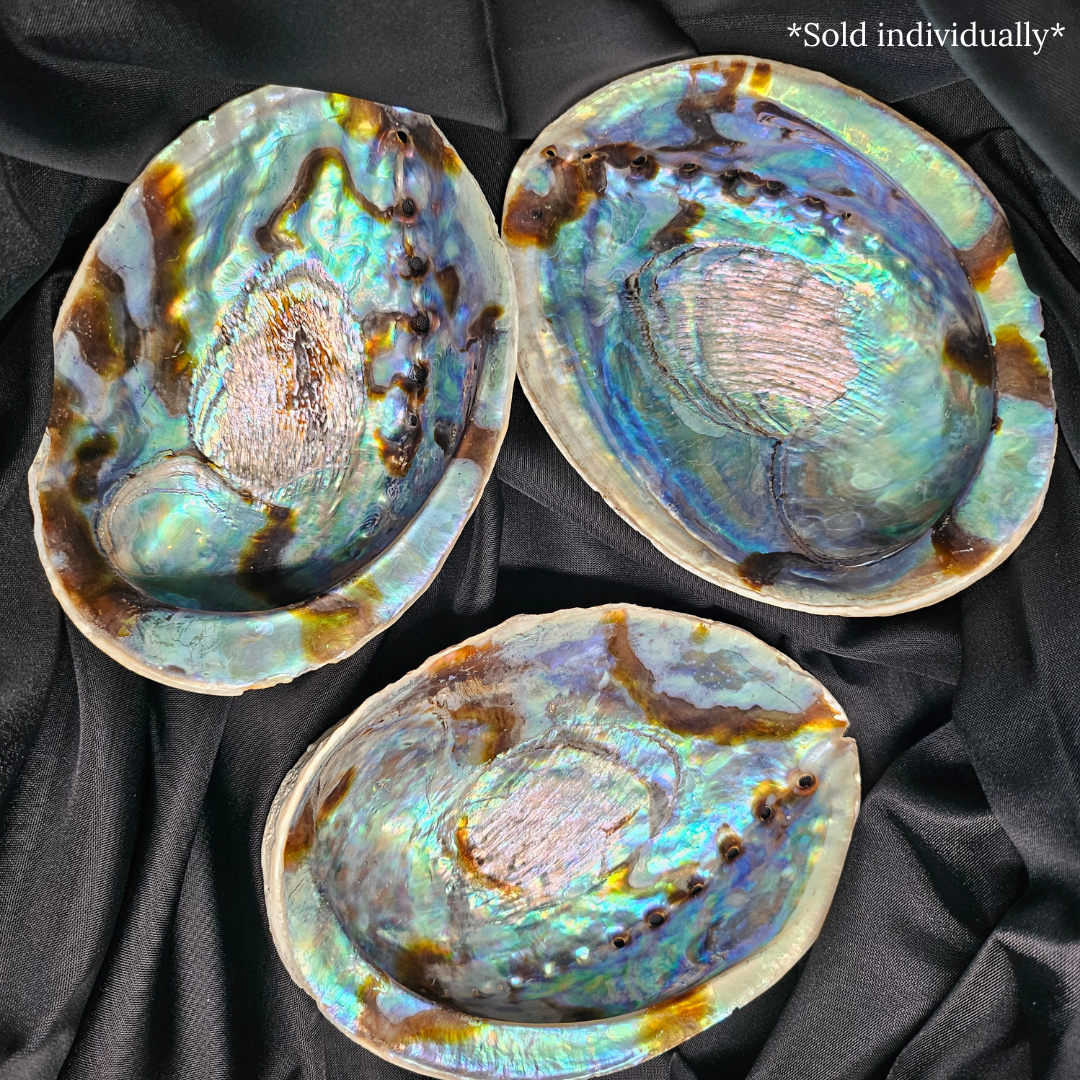 Abalone Shell medium